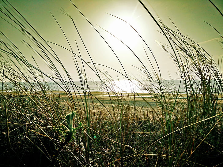 green grasses near sea at daytime
