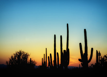 silhouette photo of cactus during golden hour