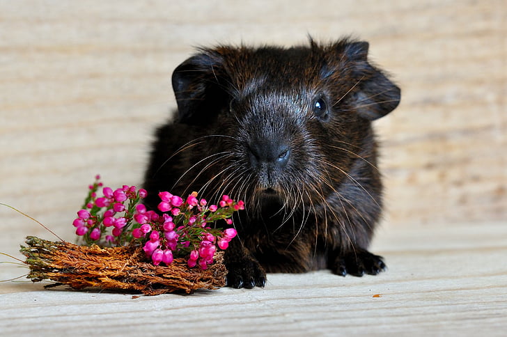 black and brown hamster and flowers on brown wooden surface