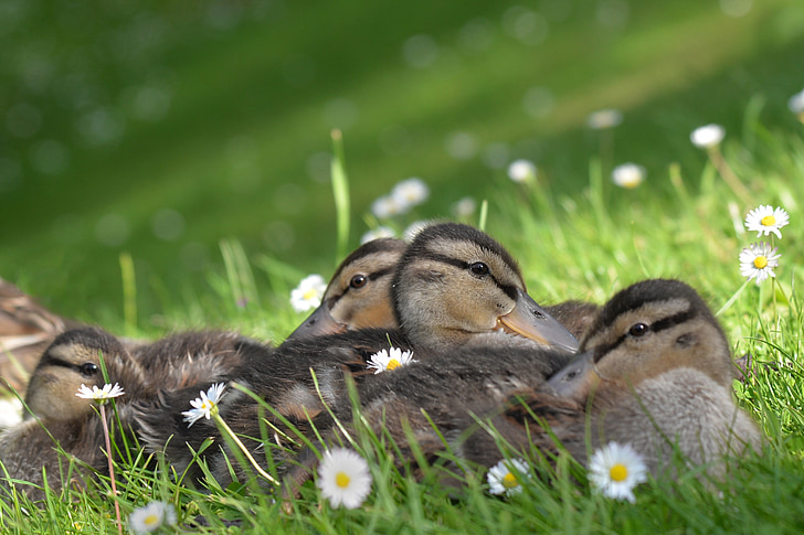 flocks of brown ducks