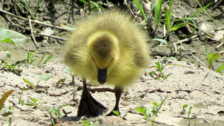 photo of duckling looking for food