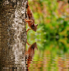 shallow focus photography of red squirrel on tree looking into water