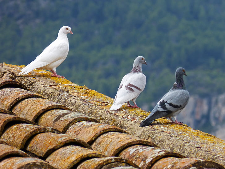 three pigeons perched on roof