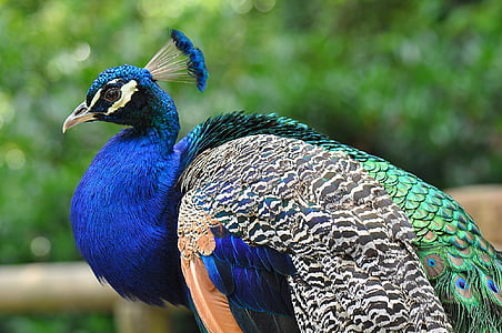 selective photography of peafowl