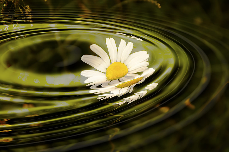 white daisy flower dropped on calm body of water