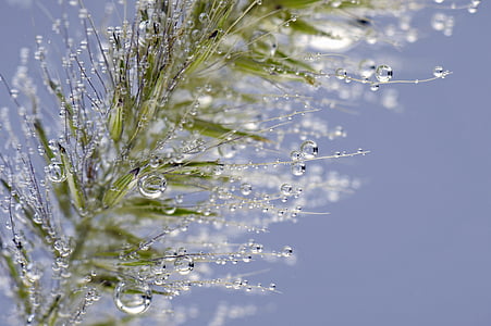 closeup photography of leaf with water dew