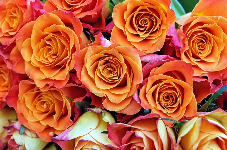 orange rose flowers