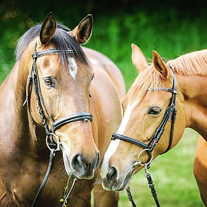 close photography of two brown horses