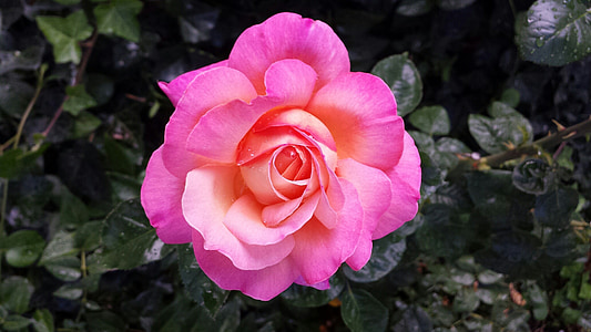 selective focus photography of pink rose flower