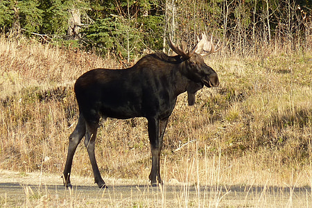 photo of moose near brown grass during daytime
