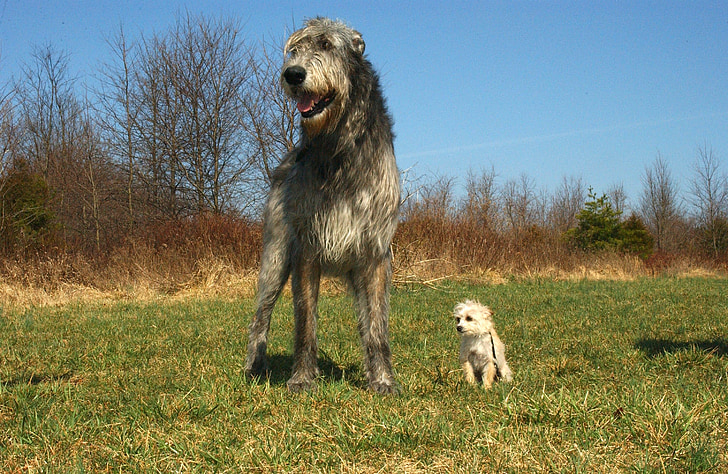 adult Scottish deerhound with Maltese on grass field