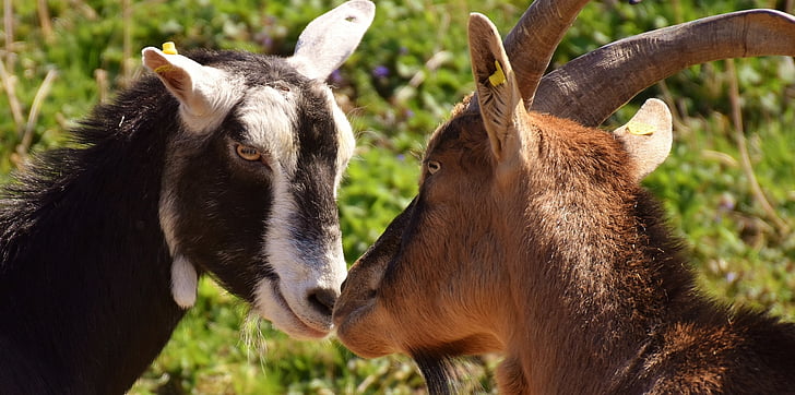 two black and brown goats