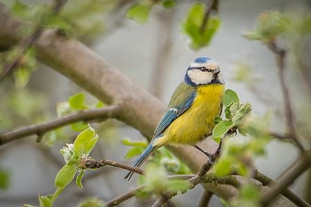 yellow and blue bird perched on tree branch