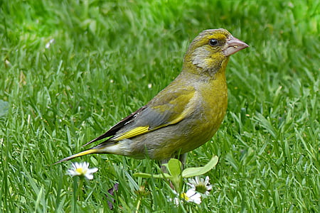 yellow and grey bird standing on grass and white daisy flowers during daytime