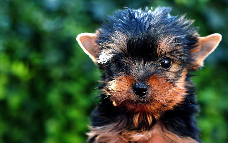 black and tan Yorkshire terrier puppy in close up photography