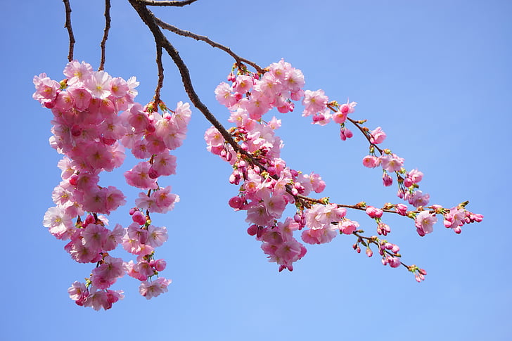 low angle photography of cherry blossom