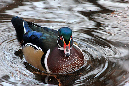 close-up photography of duck floating on body of water