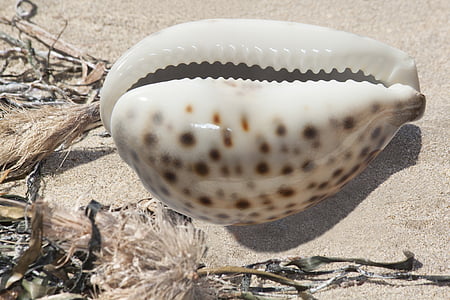 white and brown seashell on sand