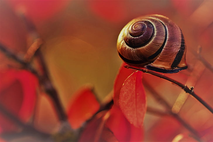 snail in macro shot photography