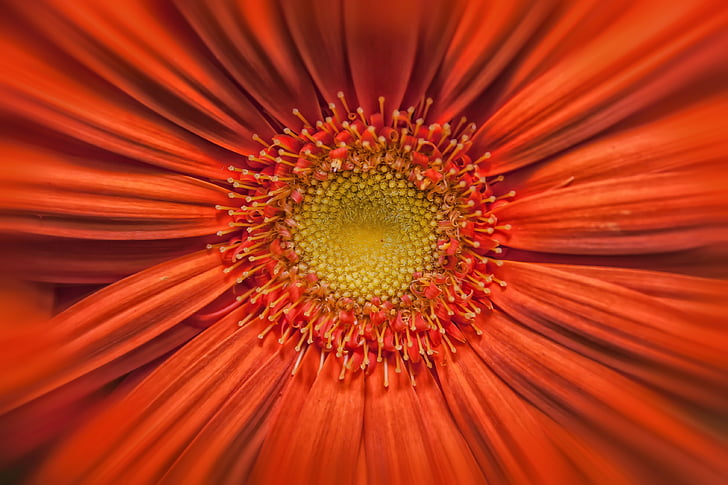macro photography of red daisy flower