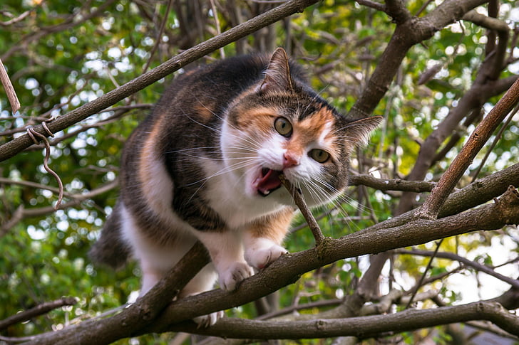 calico cat eating tree branch