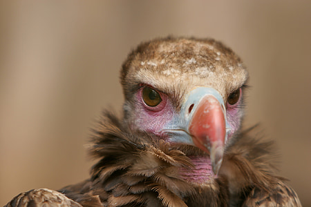 close up photo of brown vulture