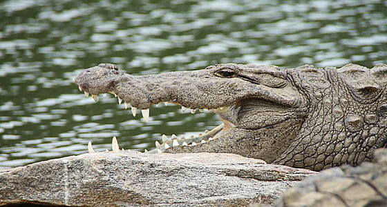 crocodile near body of water in park