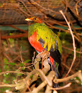 green, red, and black bird perched on tree branch