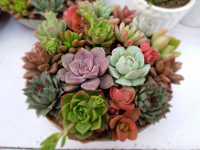 assorted-color succulents at daytime