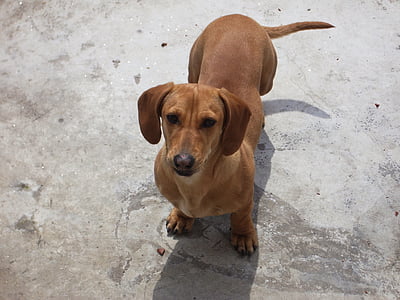 adult tan dachshund