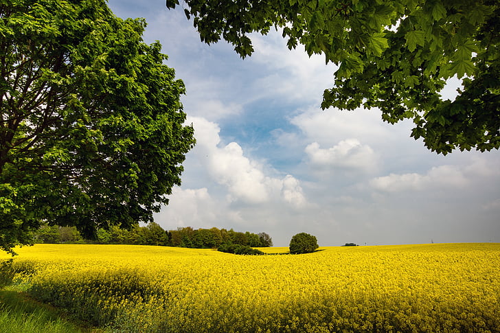green leaf trees and flower field
