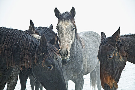 four gray-and-brown horses photo taken on winter season