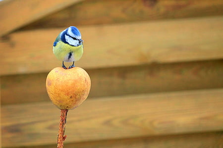 blue and yellow bird perching on fruit