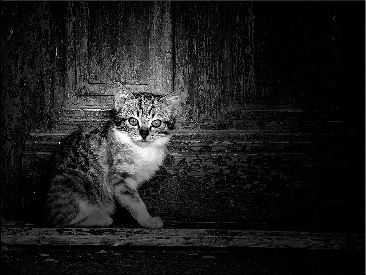 grayscale photography of gray kitten