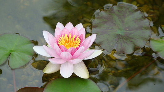pink waterlily flower on water closeup photography at daytime