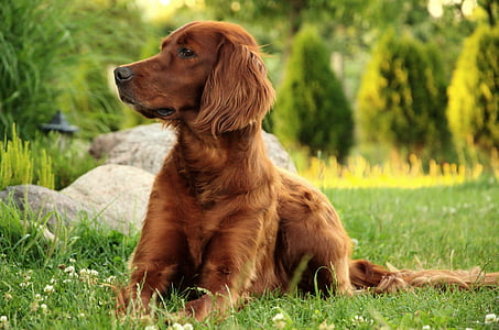 long-coated brown dog sitting in grass field