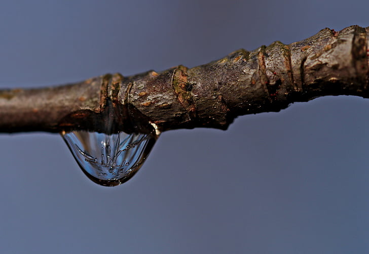 water droplet on the tree trunk photography