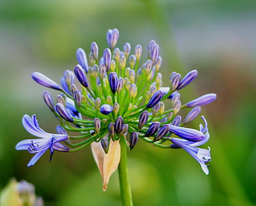 purple lily of the Nile flower in selective focus photography
