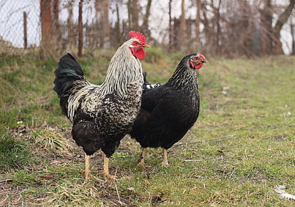 two black and white-and-black rooster standing beside each other on grass
