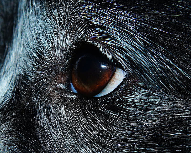 shallow photography of animal's eye