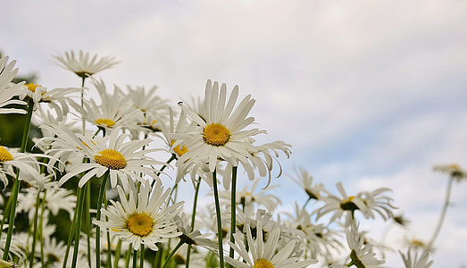 field of white daisy flowers