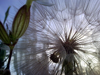 closeup photo of white dandelion