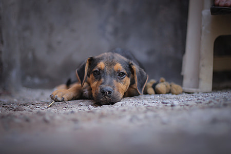 selective focus photography of short-coated black and tan puppy prone lying on ground