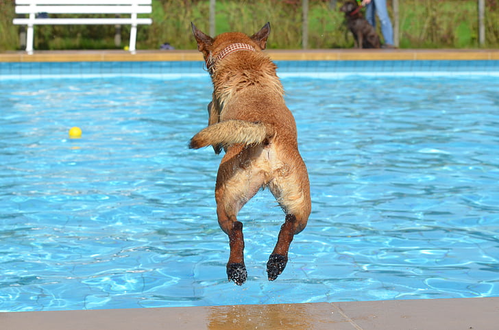 long-coated tan dog jump in pool