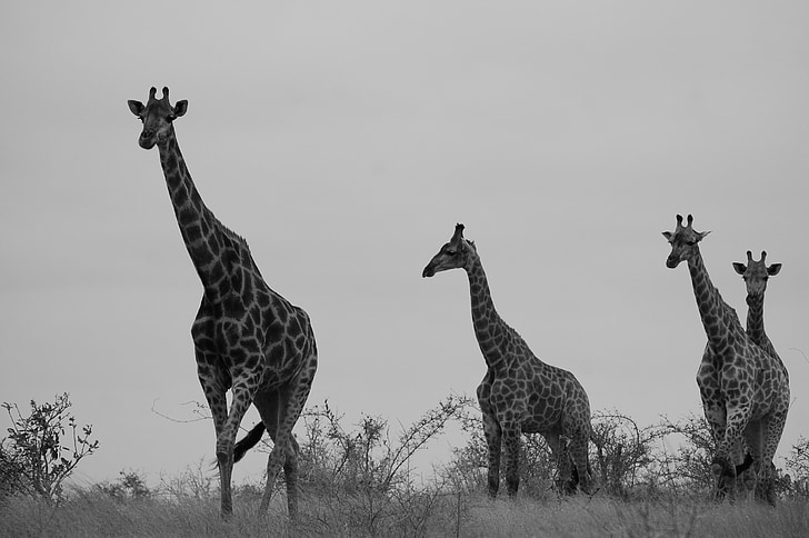 grayscale photo of four giraffe walking on grass at daytime