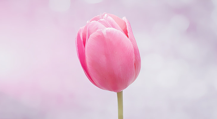 pink tulip close-up photograph