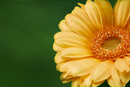 closeup photo of yellow Gerbera daisy flower