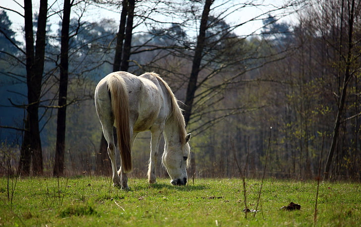 white horse surrounded by withered trees