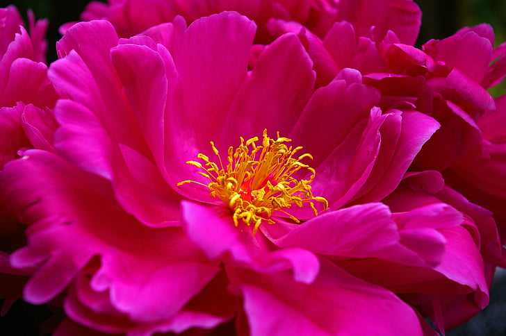 close up photo of pink clustered flower