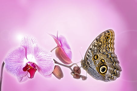 selective focus photography of morpho butterfly perched on pink moth orchid